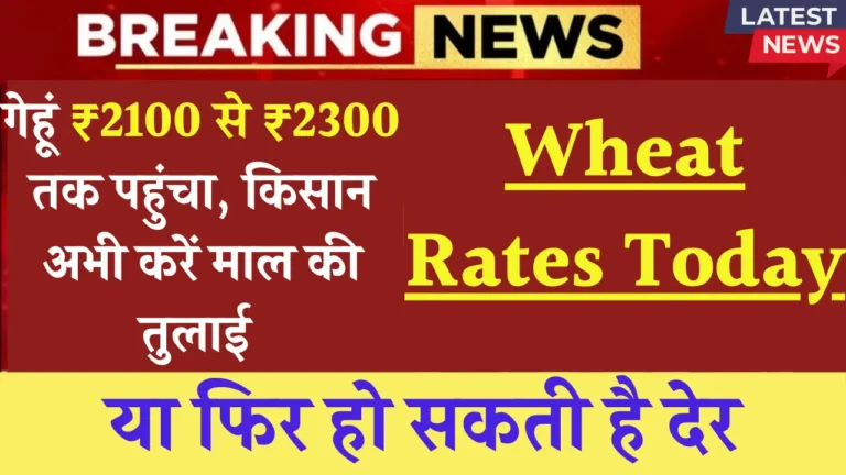 गेहूं के ताजा मंडी भाव: जानें क्यों गिर रहे हैं दाम? 13 मई 2025 अपडेट!